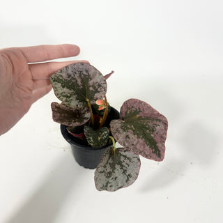 Begonia sykakiengii [#2053]