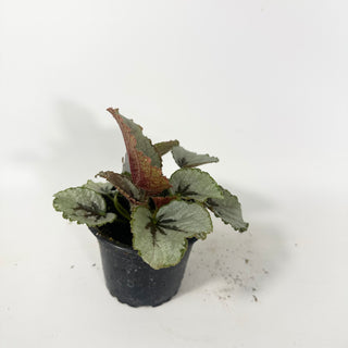 Begonia lanternaria [#2058]