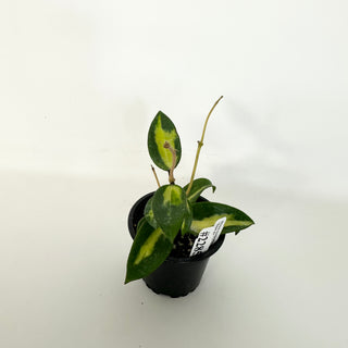 Hoya verticillata 'Suet Jade' [#2285]