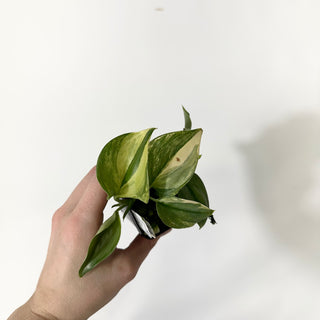 Z-4853 - Scindapsus pictus 'Rubicon'