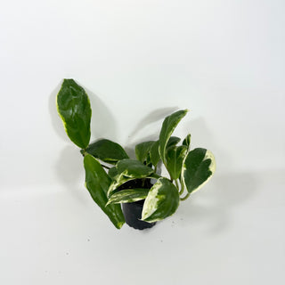Hoya incrassata 'Eclipse' [#2082]