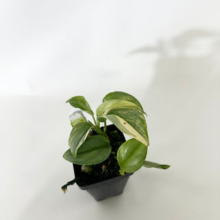 Z-4853 - Scindapsus pictus 'Rubicon'