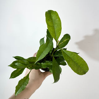 Hoya occultata [#2191]