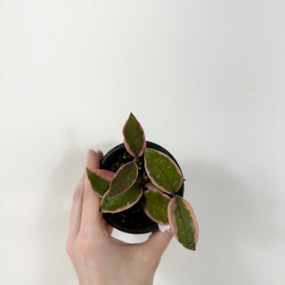 Hoya carnosa 'Purple Pride' [#1715]