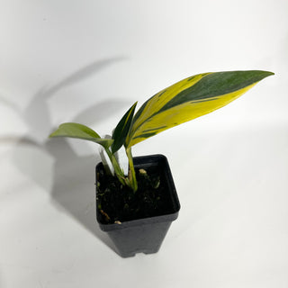 Z-4979 - Scindapsus coriaceus variegated