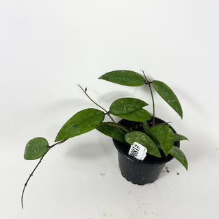 Hoya honglenae [#1806]
