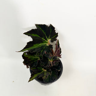 Begonia 'Texas Red Star'
