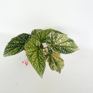 Begonia 'Snow Capped' (Variegated) [#2048]