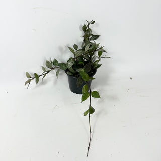 Hoya lacunosa Black Aurora [#2331]