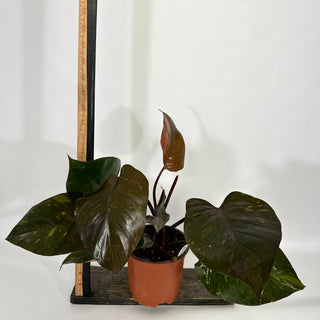 Philodendron 'Orange Princess' (Non-TC)  [#1159]