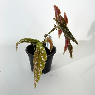 Begonia maculata (Variegated) [#2240]