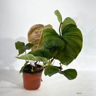 Philodendron 'Majestic' (Non-TC) [#1963]