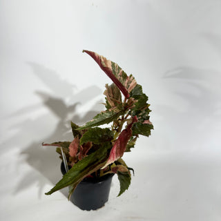 Begonia 'Ginny Galaxy' [#1887]
