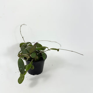 Hoya sp. GPS-7240 [#1789]