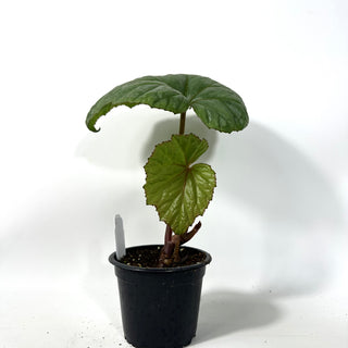 Begonia handelii [#2170]