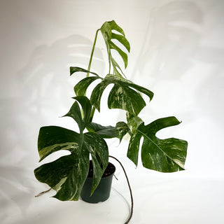 Monstera deliciosa var. borsigiana albo-variegata [#1849]