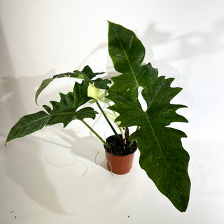 Philodendron 'Mottled Dragon' (Non-TC) [#1971]
