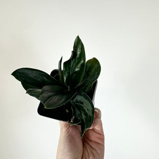 Scindapsus treubii (Dark Form) variegata [#2050]