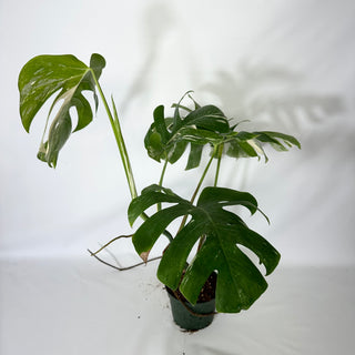 Monstera deliciosa var. borsigiana albo-variegata [#1521]