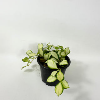 Hoya heuschkeliana variegata [#1671]