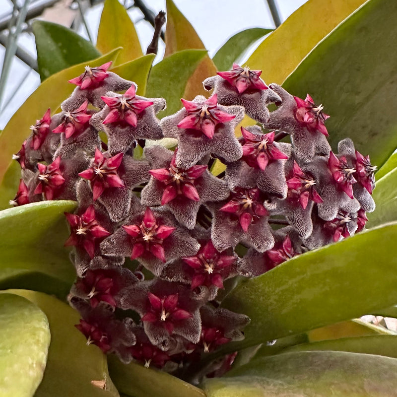 Hoya pubicalyx 