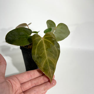 Anthurium 'Zara'/'Michelle' x indo portillae [#1786]