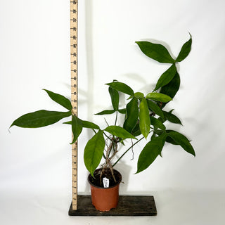 Philodendron micranthum (Non-TC) [#1541]
