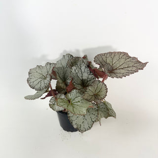 Begonia 'Desperado' [#2123]