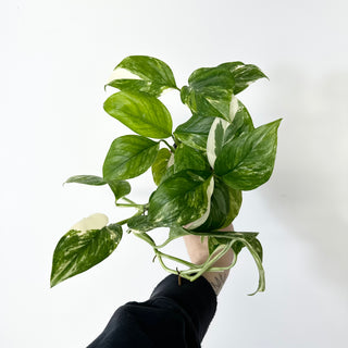 Z-5225 - Monstera lechleriana variegated