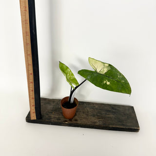 Z-5162 - Alocasia plumbae variegata (Black Stem)
