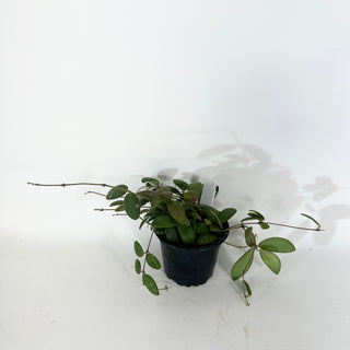 Hoya sp. GPS-7240 [#2067]