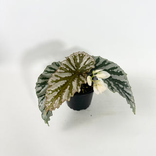 Begonia 'Silver Beauty' [#2151]