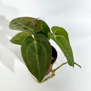 Anthurium carlablackiae x 'Arnold Schwarzenegger' - 2 Seedlings [#1623]