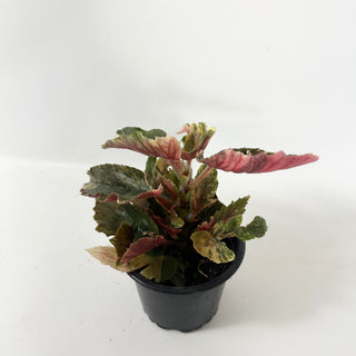 Begonia 'Ginny Galaxy' [#2494]