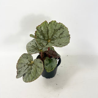 Begonia 'Steve's Leaves Saxon's Dream' [#1927]