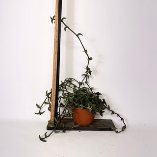 Z-5235 - Callisia navicularis - 6" Hanging Basket