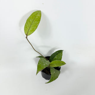 Hoya sp. Aceh Gayo Lues [#1691]