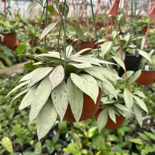 Hoya New Guinea Ghost | Hoya Nicholsoniae | Steve's Leaves