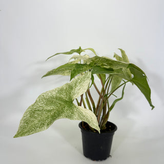 Z-4315 - Syngonium podophyllum 'Batik' variegata