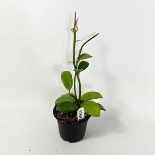 Hoya liangii [#1692]