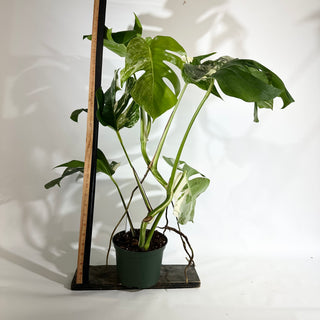 Monstera deliciosa var. borsigiana albo-variegata [#1964]