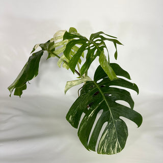 Monstera deliciosa var. borsigiana albo-variegata [#1109]