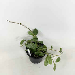 Hoya sp. ETS 10 [#1650]