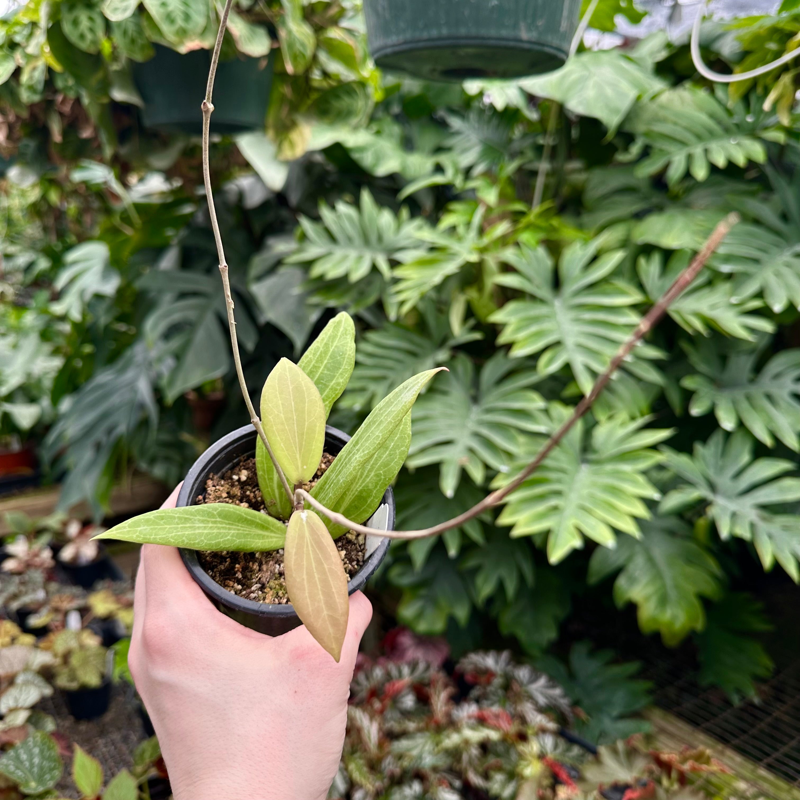 hoya philodendron Hoya sp. GPS 9076 (Palawan)