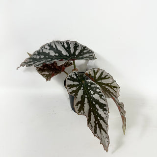 Begonia 'Silver Beauty' [#2485]