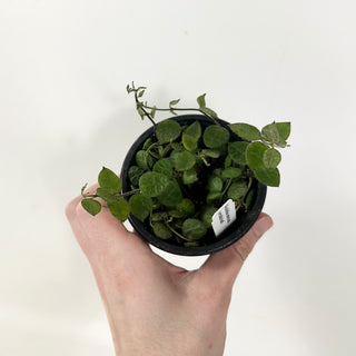 Dischidia imbricata (wrinkle leaf)
