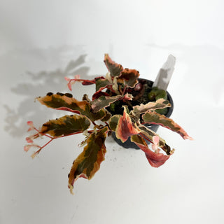 Begonia 'Dainty Spray' (Sport) [#1733]