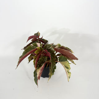 Begonia 'Ginny Galaxy' [#2265]