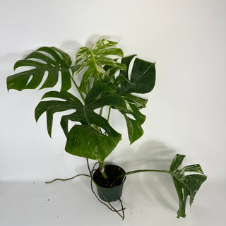 Monstera deliciosa var. borsigiana albo-variegata [#2091]