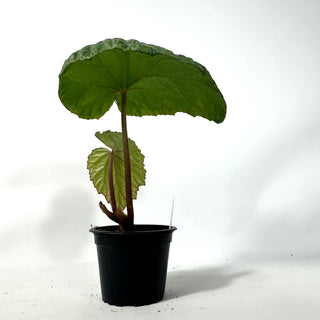 Begonia handelii [#2170]